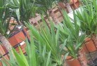 Lauderdaleplant-nursery-10.jpg; ?>